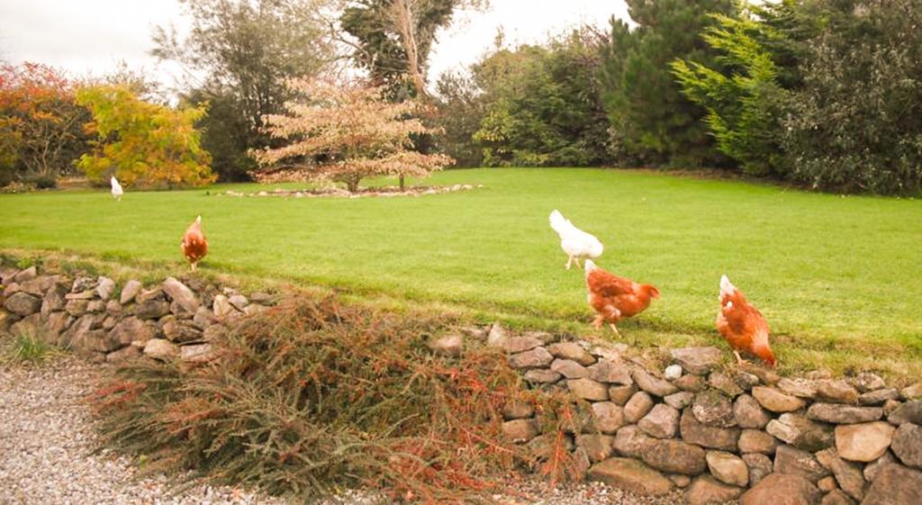 The Well Meadow B&B Nenagh Dış mekan fotoğraf